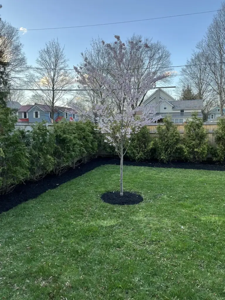 Spring flowering ornamental tree installation and landscape maintenance by Garcia's Property Management in Clifton Park NY